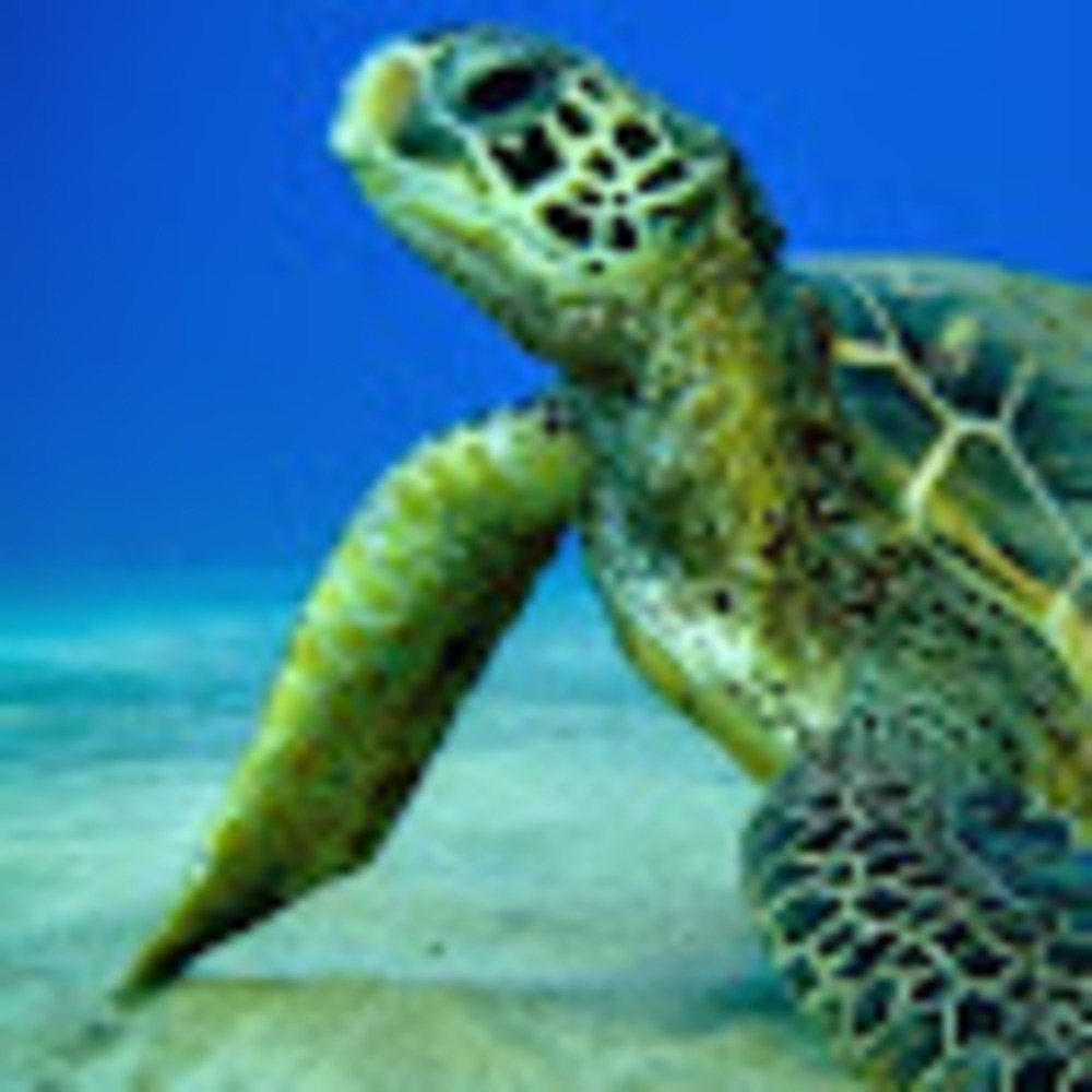 Meet your Posher, Charlotte